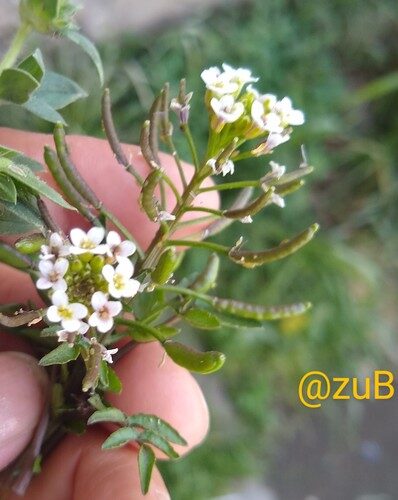 Nasturtium officinale (Watercress) — photo