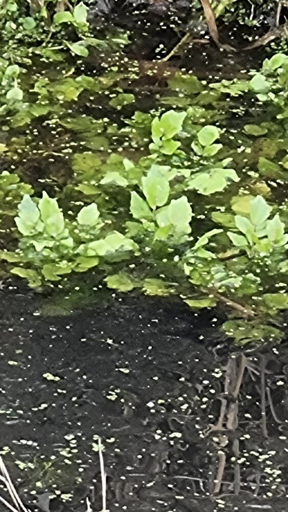 Nasturtium x sterile - (Airy (Brown Watercress) — photo