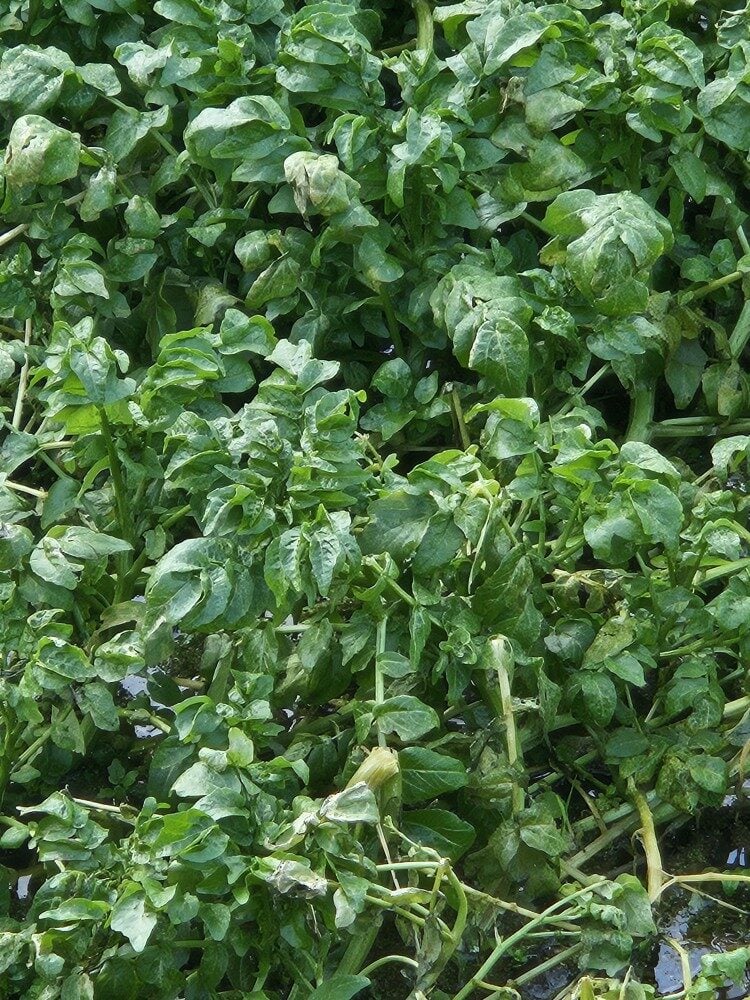 Nasturtium x sterile - (Airy (Brown Watercress) — photo