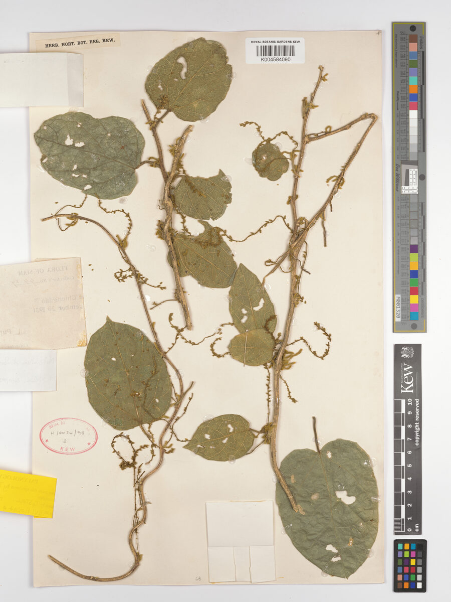 Natsiatum herpeticum — photo