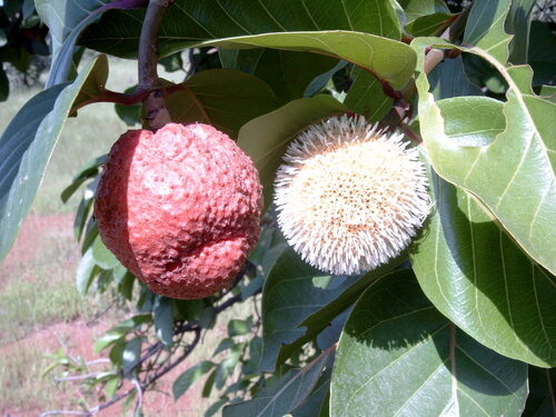 Nauclea latifolia (African Peach) — photo