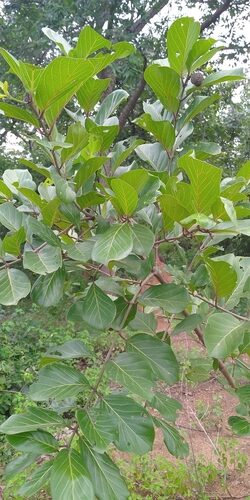 Nauclea latifolia (African Peach) — photo