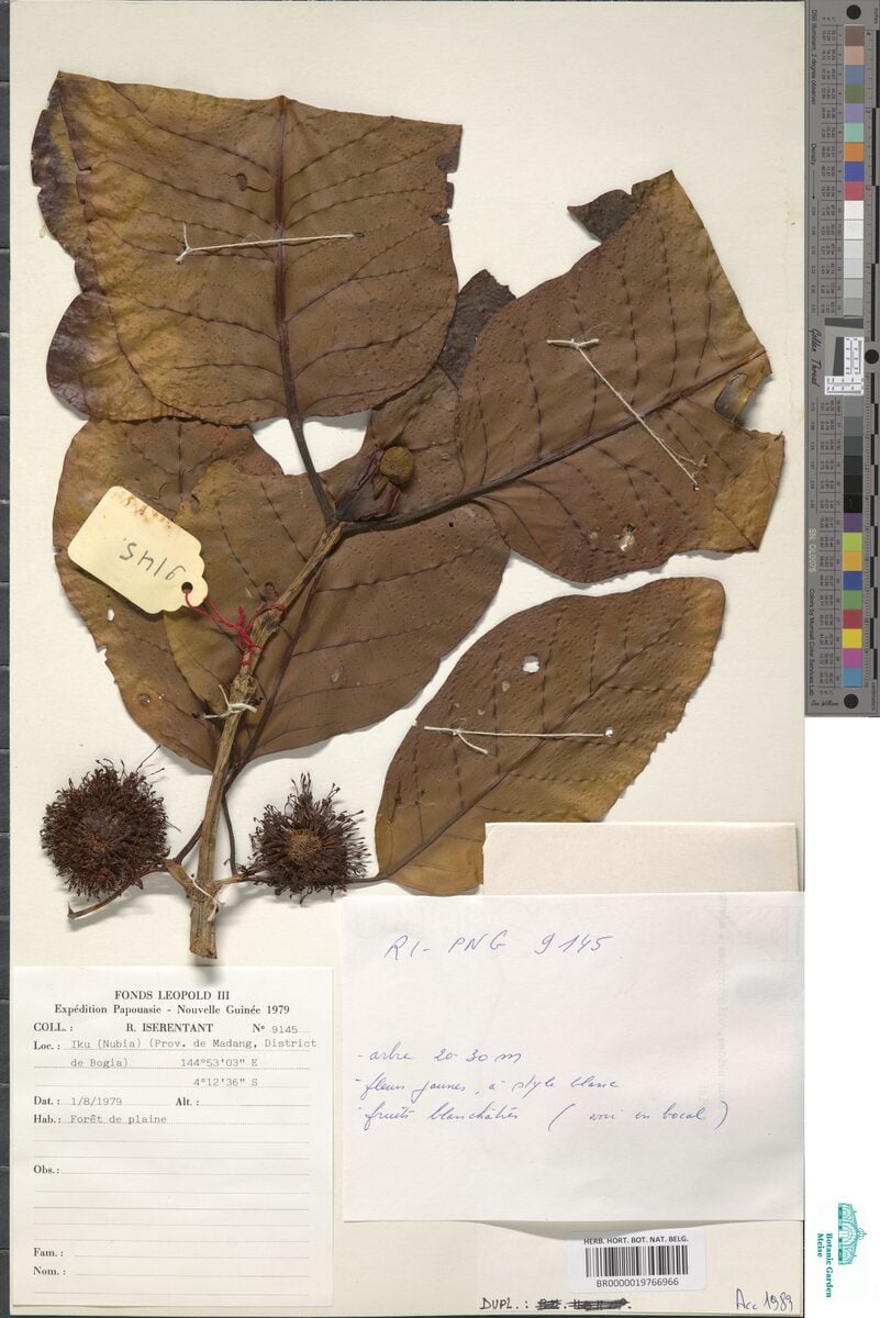 Nauclea xanthoxylon (Ndea) — photo