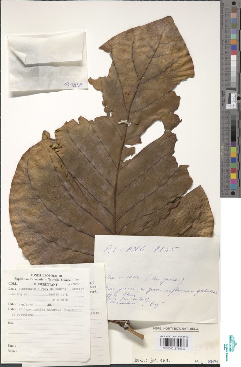 Nauclea xanthoxylon (Ndea) — photo
