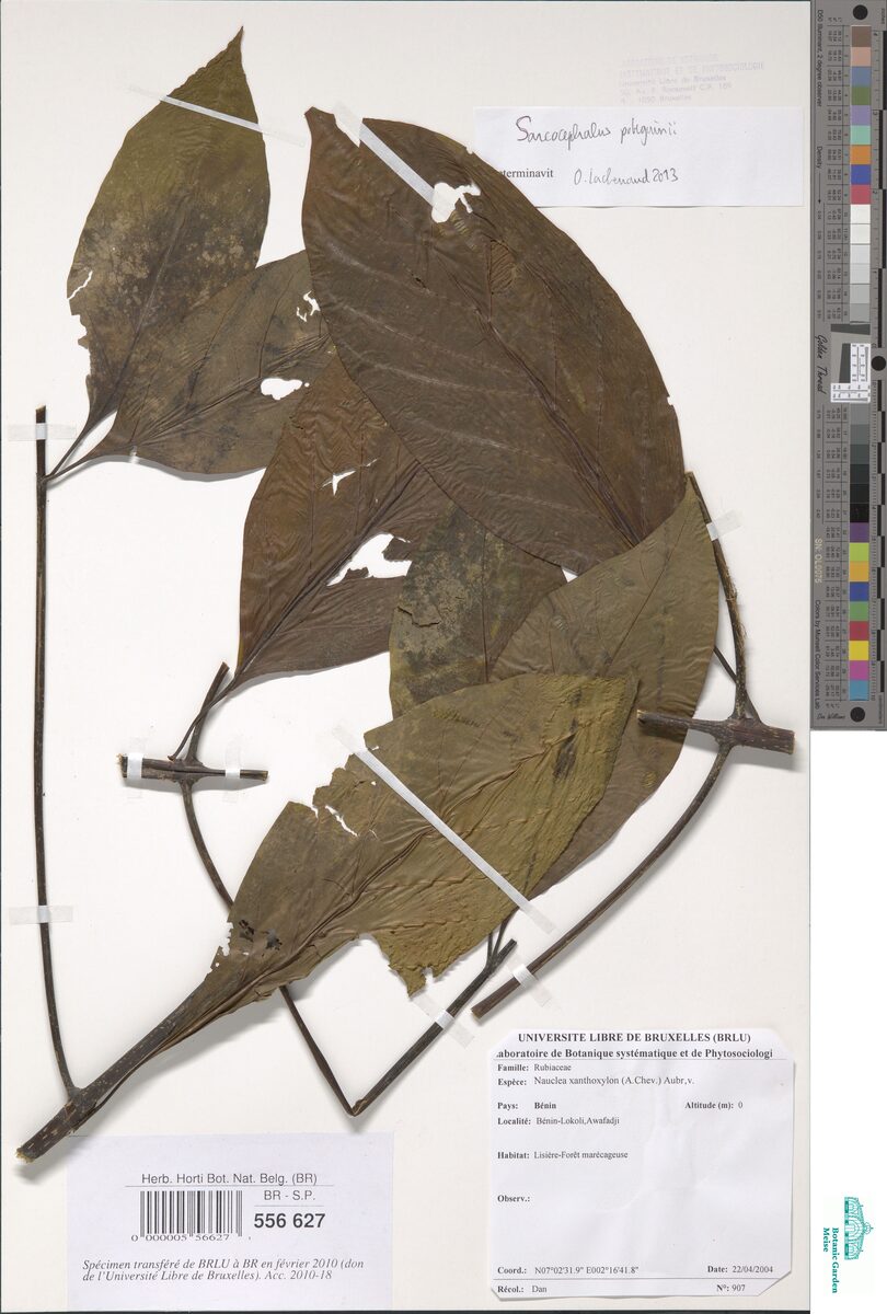 Nauclea xanthoxylon