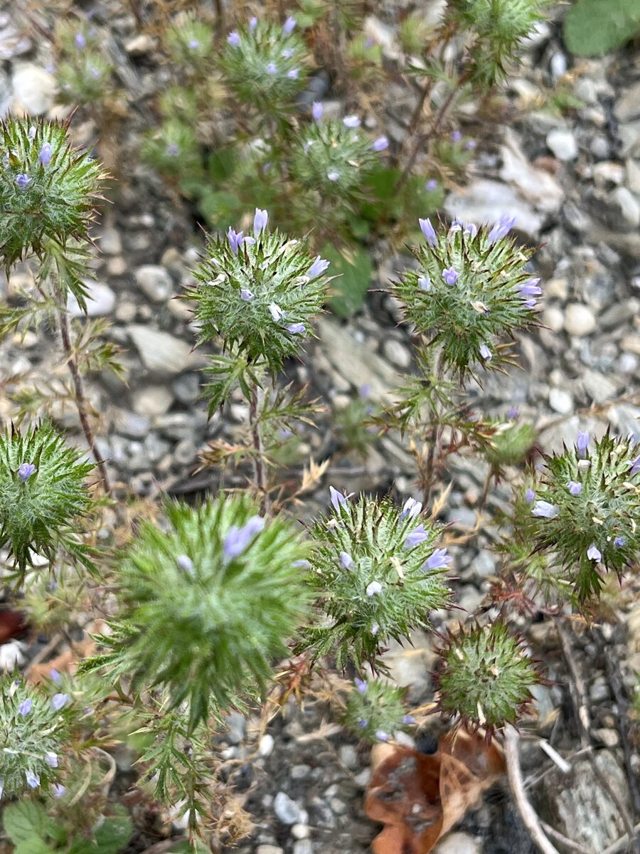 Navarretia squarrosa - (Eschsch)Hook.&Arn. (Skunk Weed) — photo