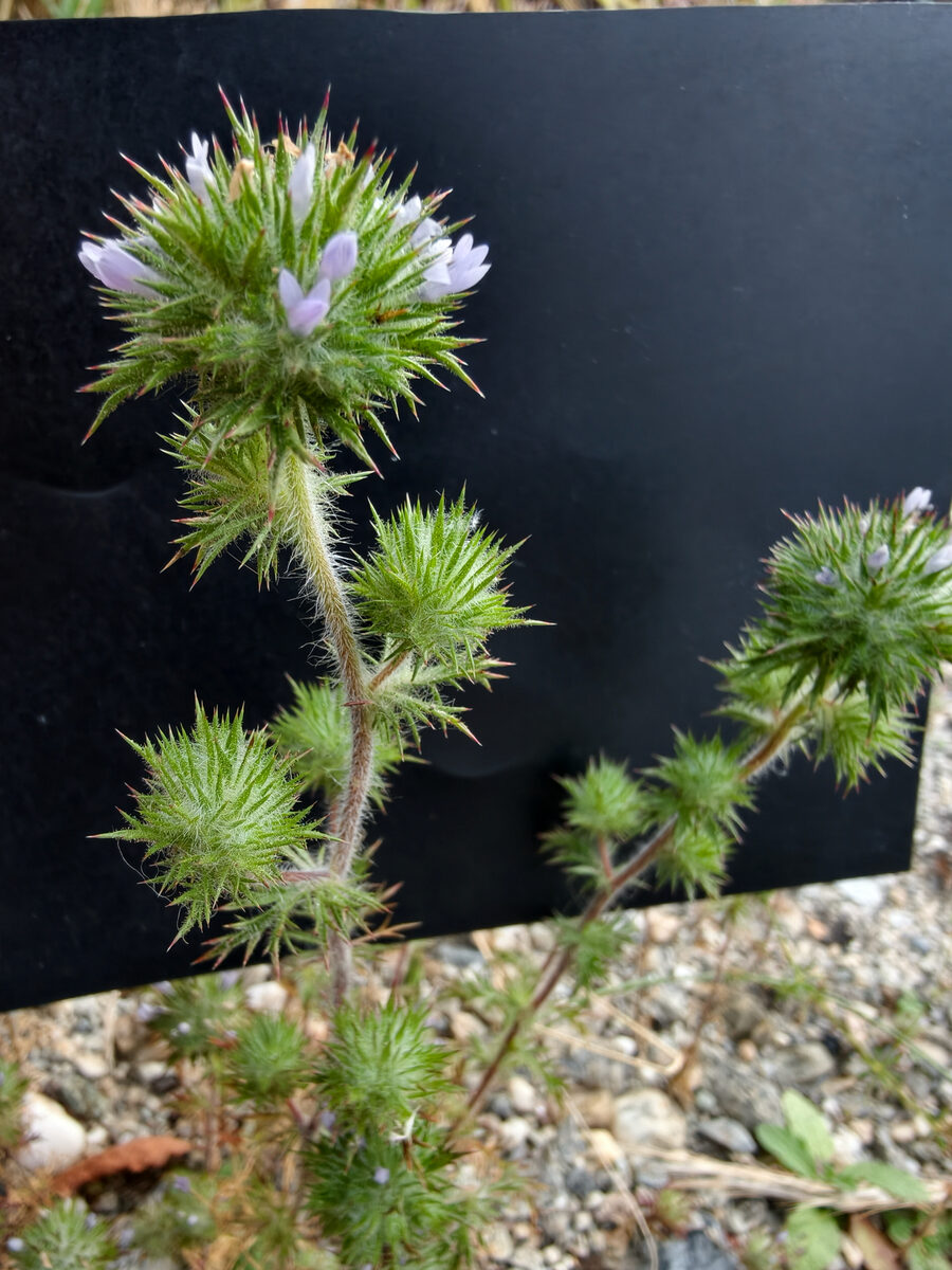 Navarretia squarrosa - (Eschsch)Hook.&Arn. (Skunk Weed) — photo
