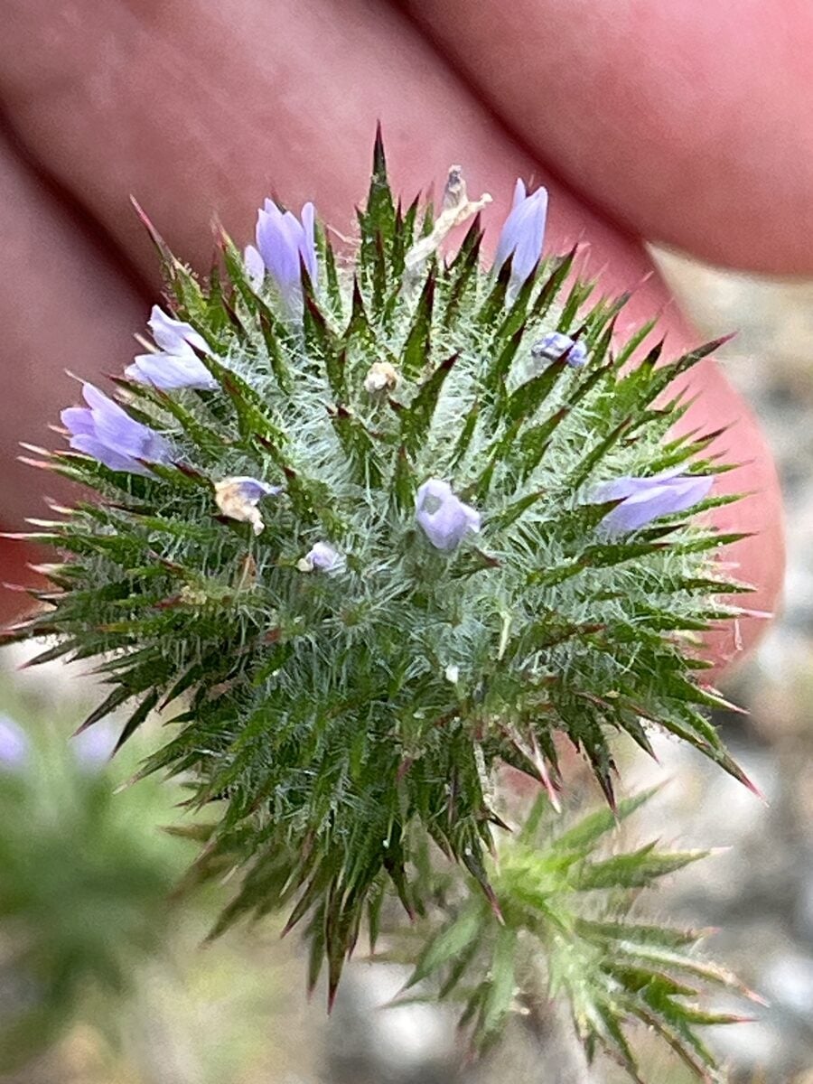Navarretia squarrosa - (Eschsch)Hook.&Arn.