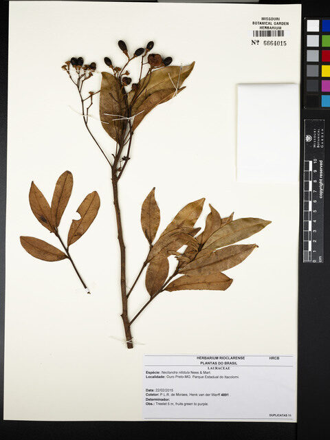 Nectandra nitidula (Canela) — photo