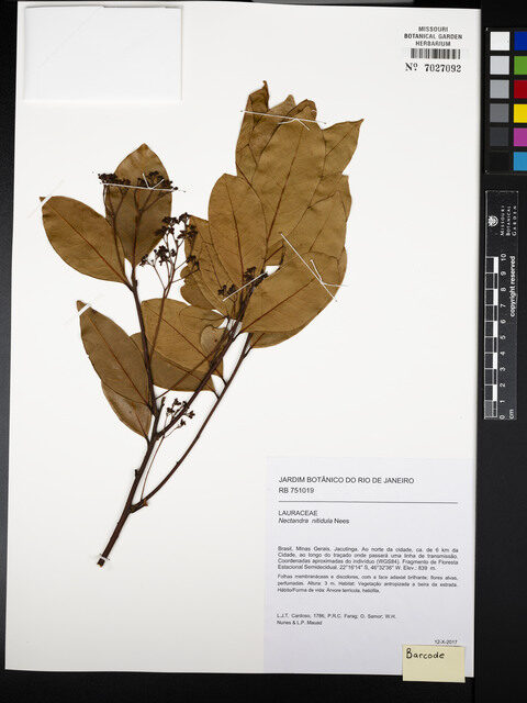 Nectandra nitidula
