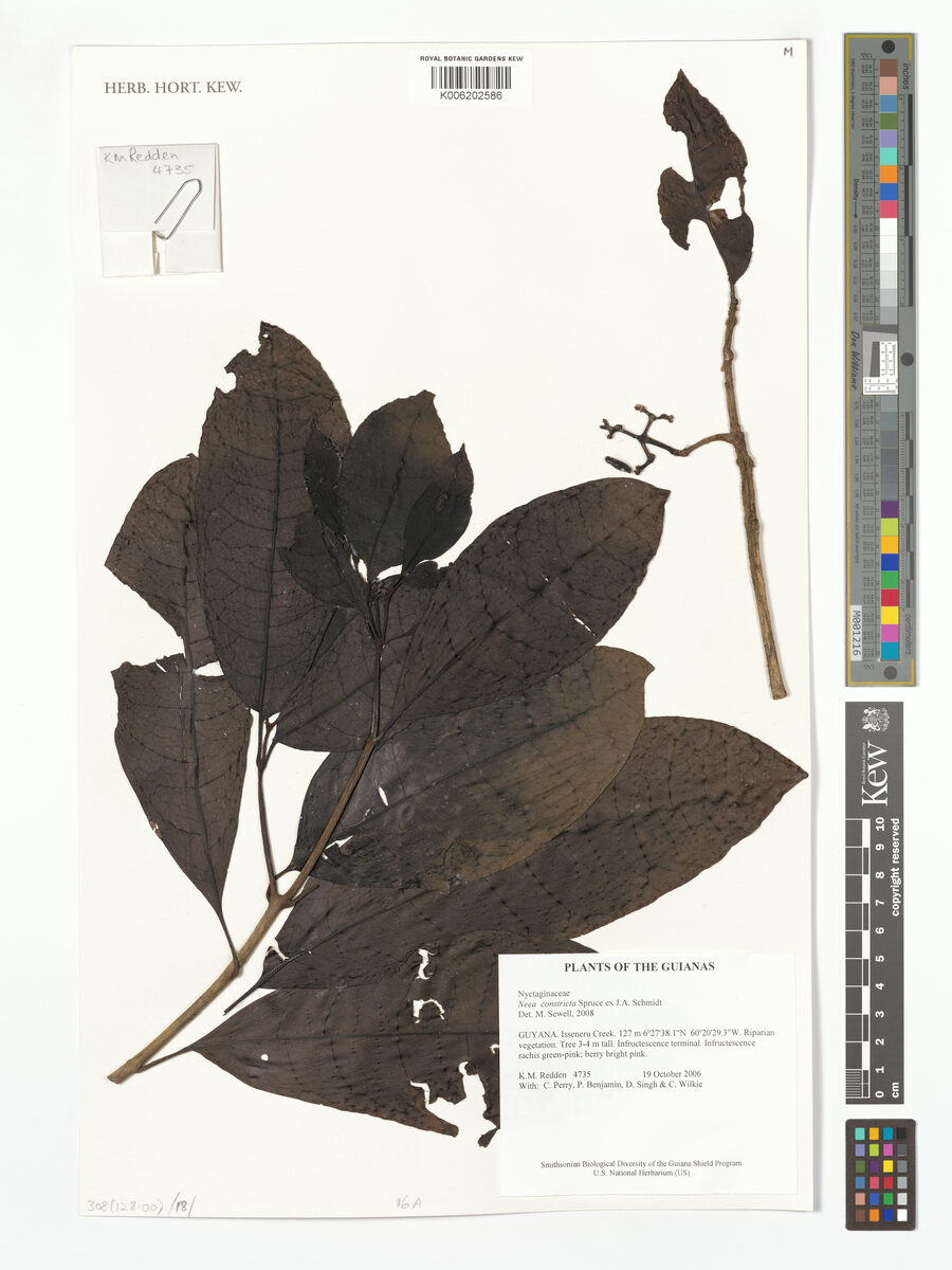 Neea constricta (Small leaf sakusaku) — photo