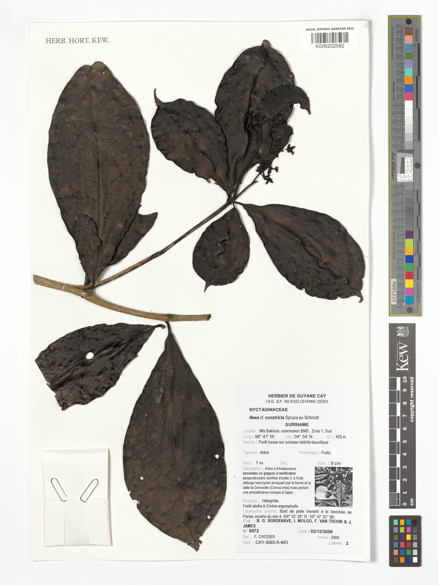 Neea constricta (Small leaf sakusaku) — photo
