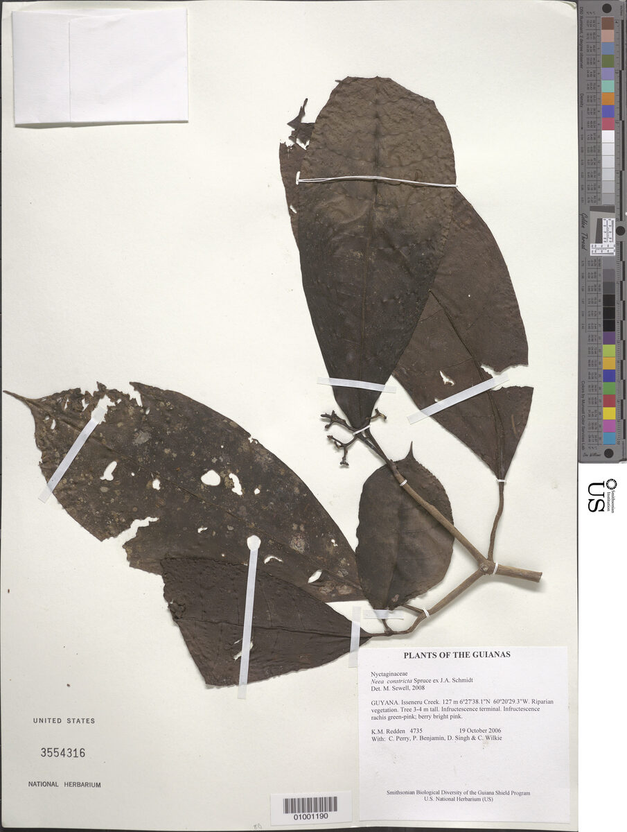 Neea constricta