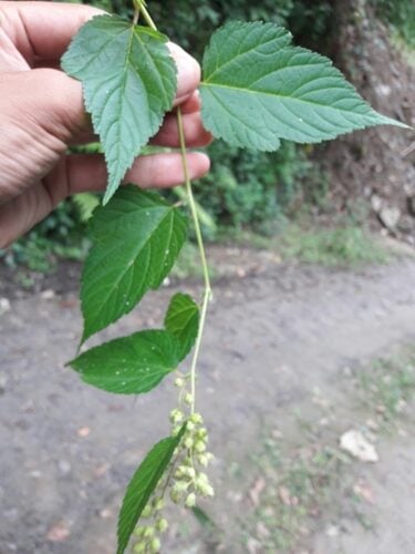 Neillia thyrsiflora