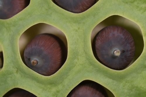 Nelumbo nucifera (Sacred Water Lotus) — photo
