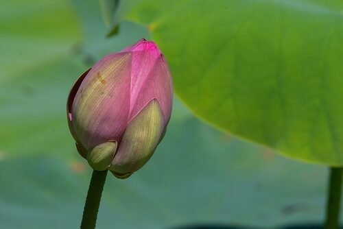 Nelumbo nucifera (Sacred Water Lotus) — photo