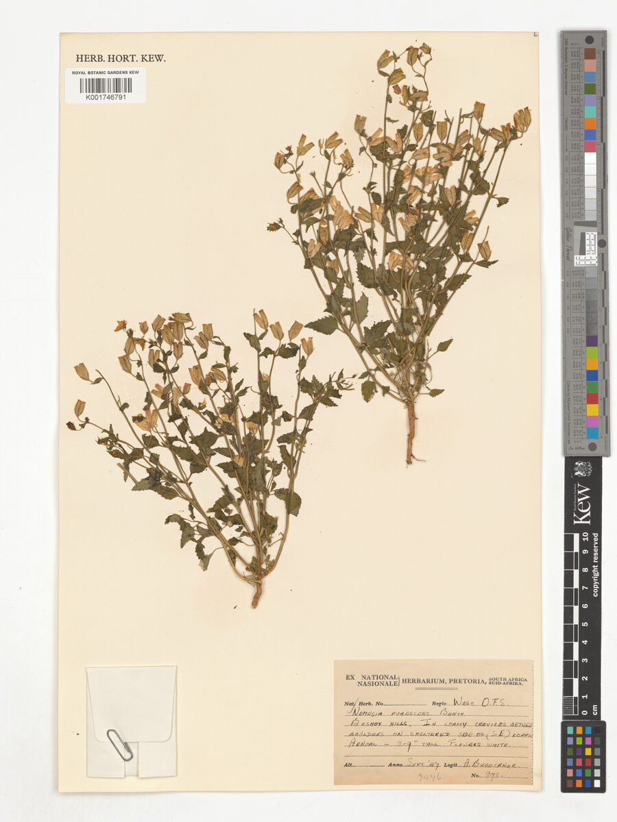 Nemesia pubescens — photo
