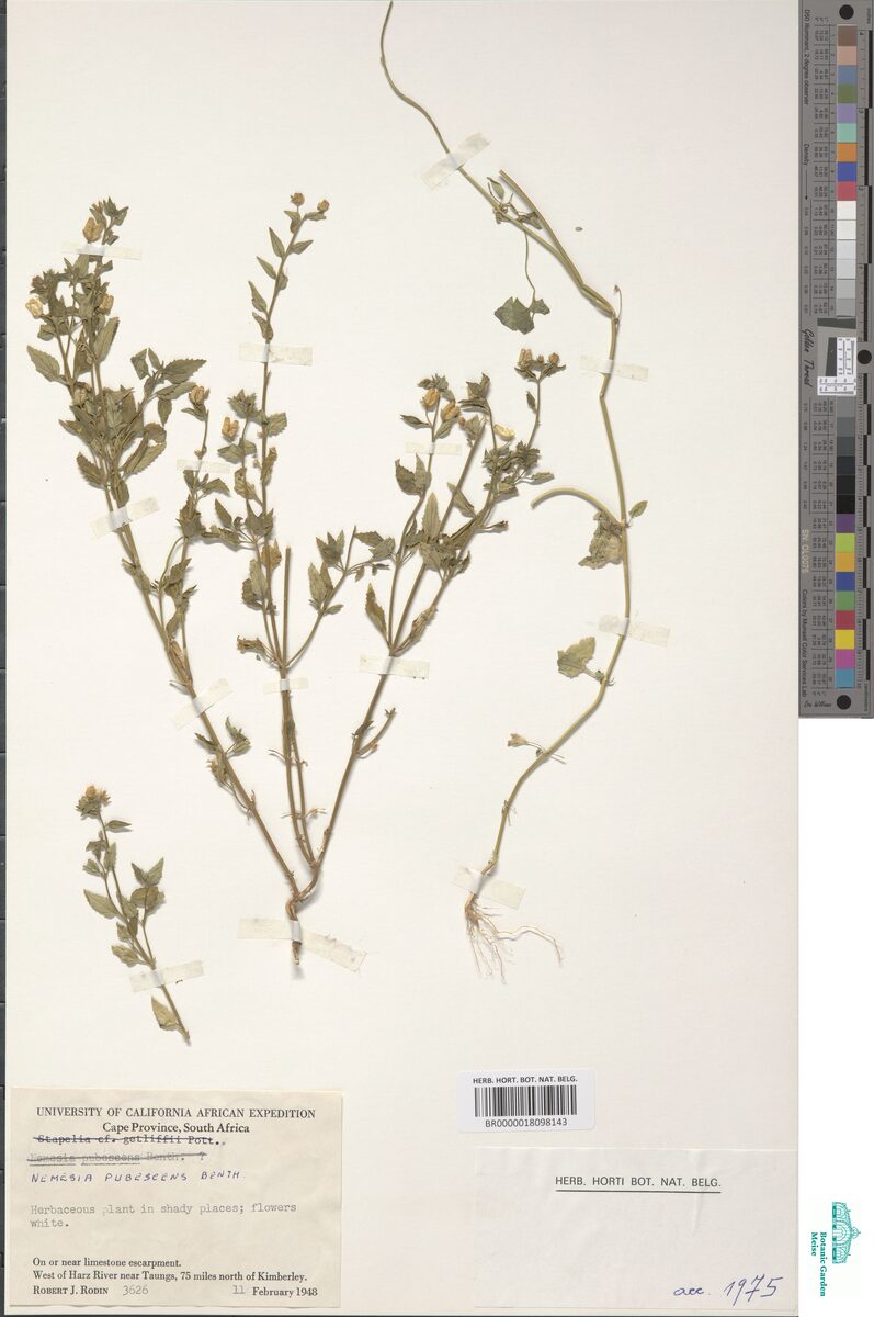 Nemesia pubescens