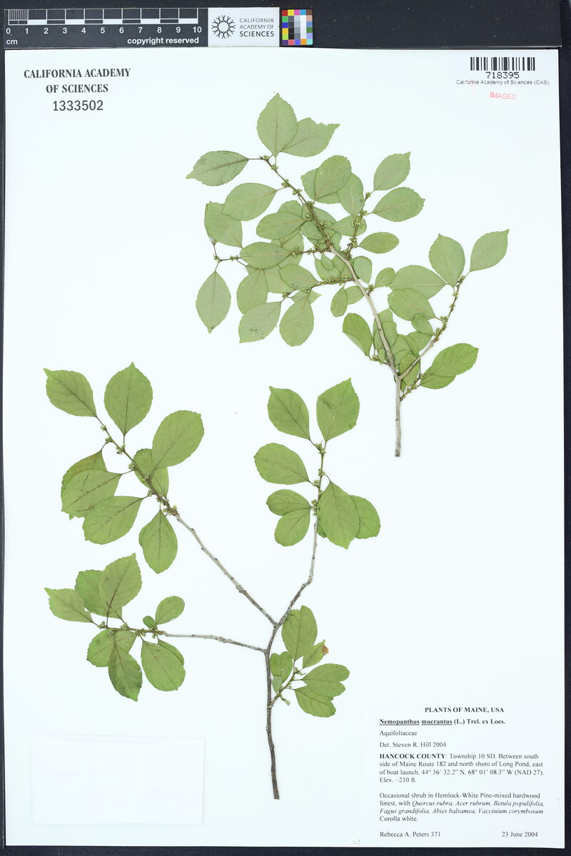 Nemopanthus mucronatus - (L.)Trel. (Mountain Holly) — photo
