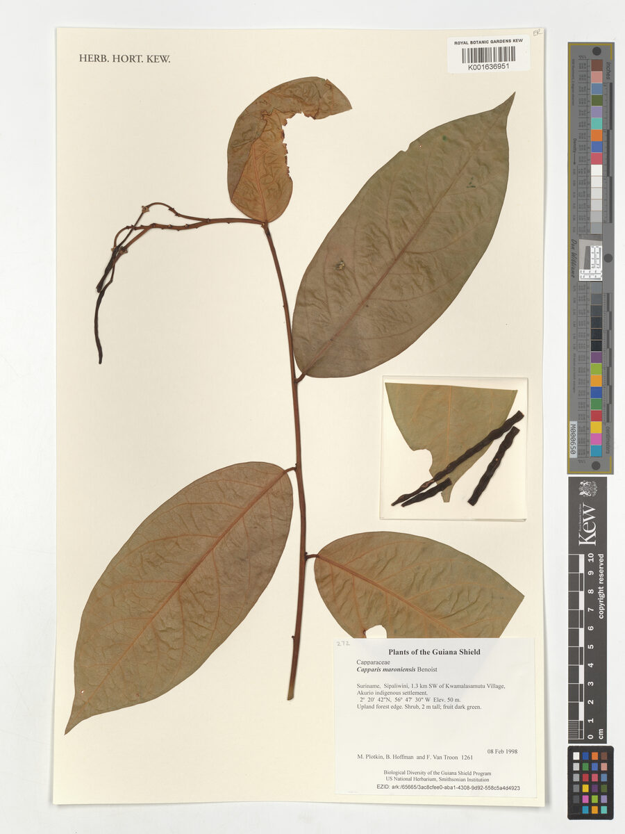 Neocalyptrocalyx maroniensis (Maroni neocalyptrocalyx) — photo