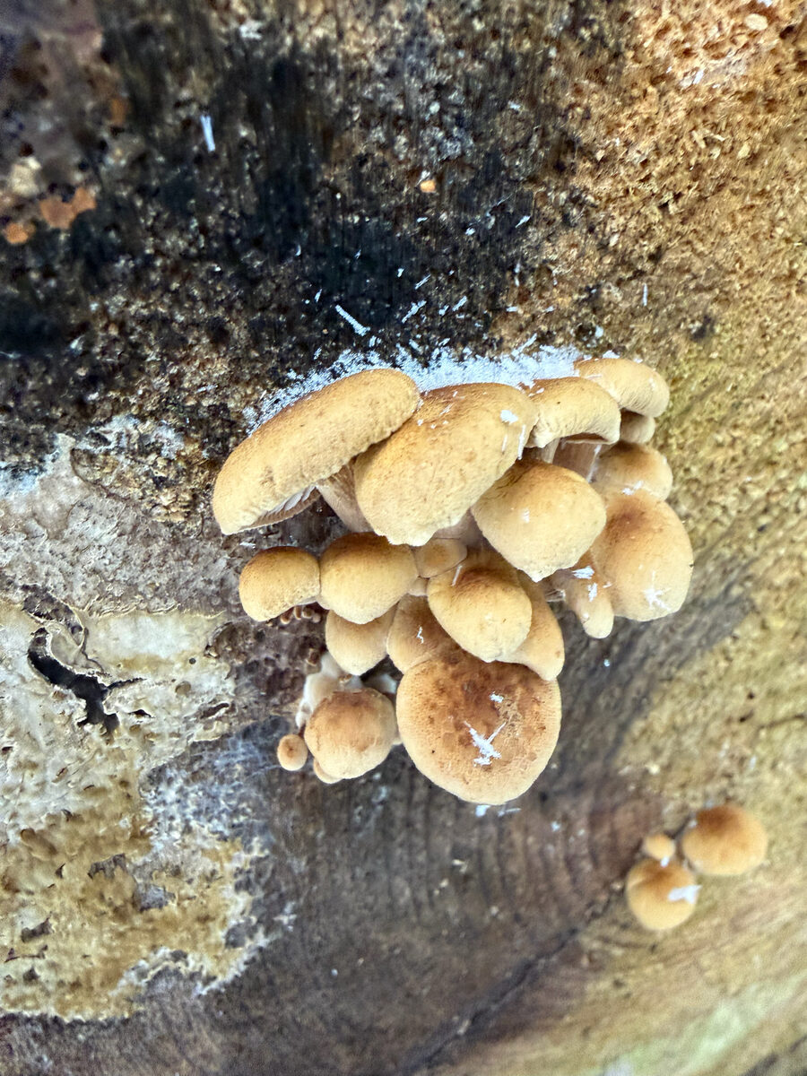 Gloeophyllaceae
