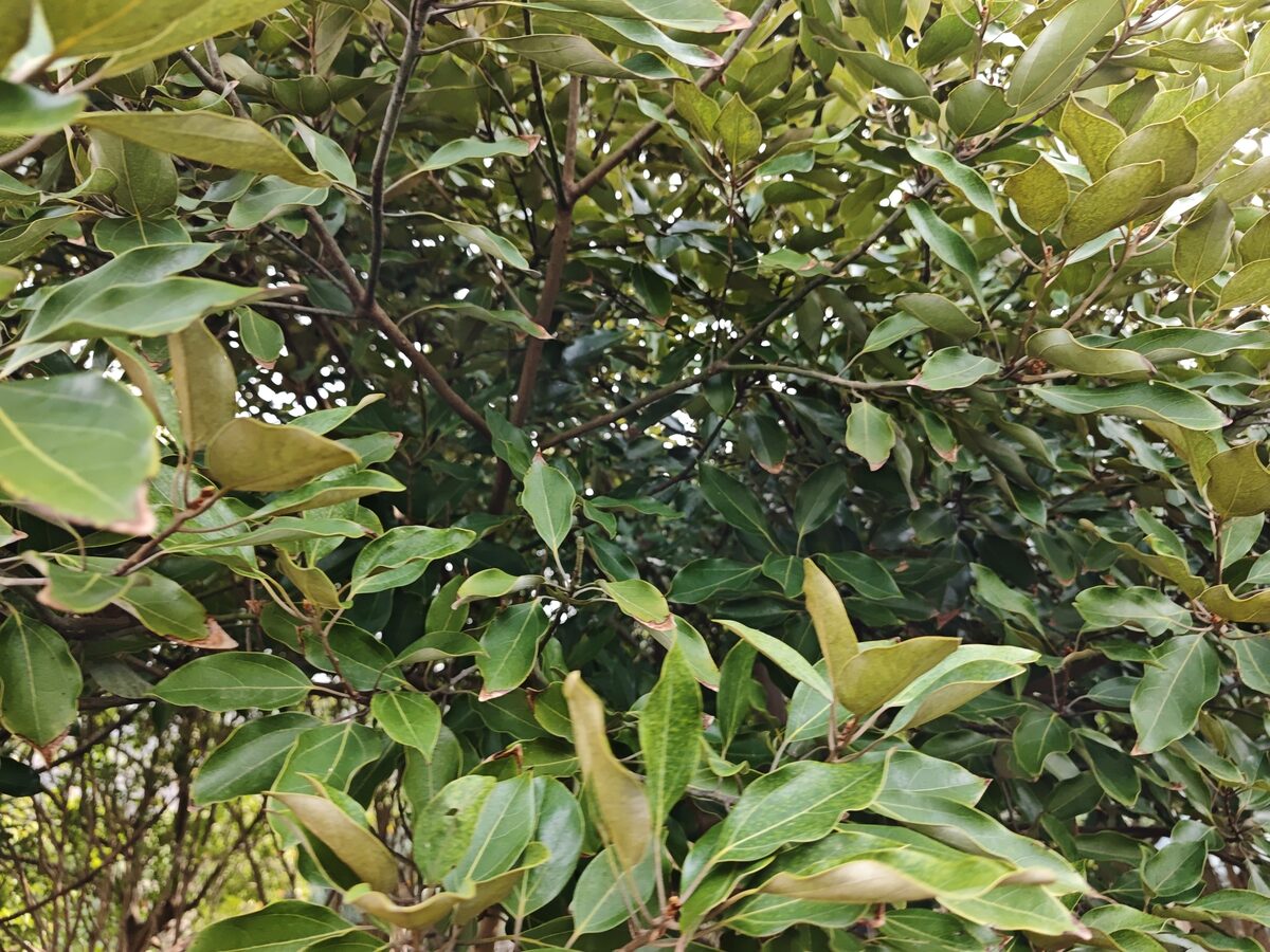 Neolitsea sericea - (Blume.)Koidz.
