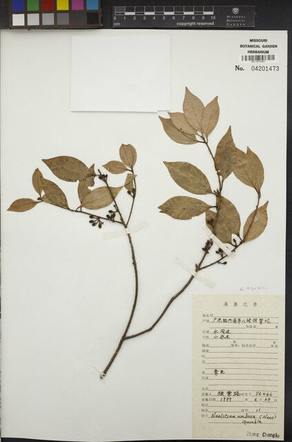Neolitsea umbrosa (Yorho-hamang) — photo