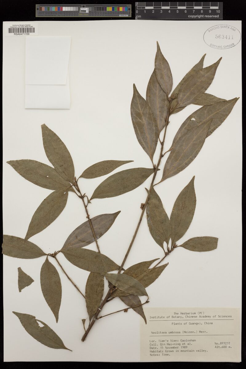 Neolitsea umbrosa (Yorho-hamang) — photo