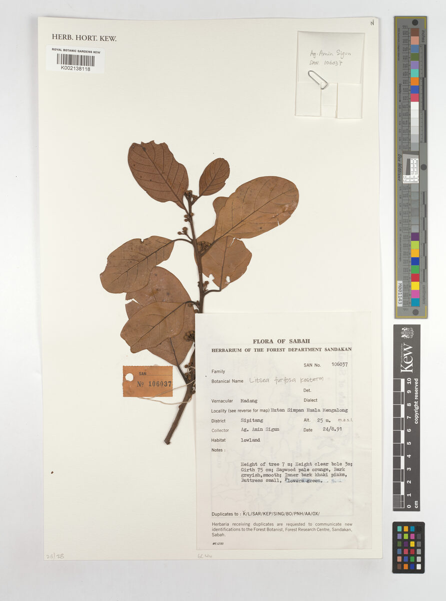 Neolitsea umbrosa