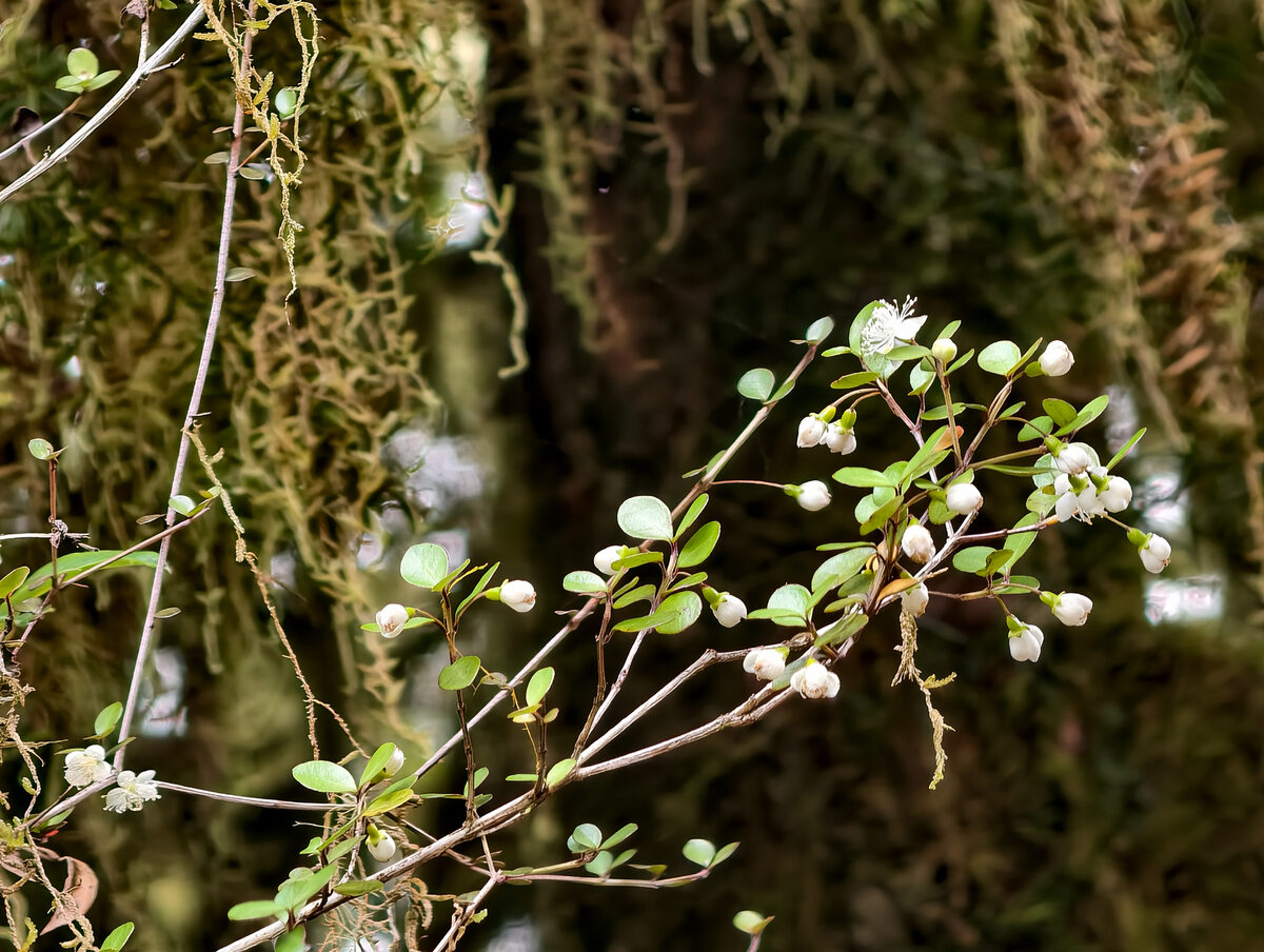 Neomyrtus pedunculata - (Hook.f.)Allan. — photo