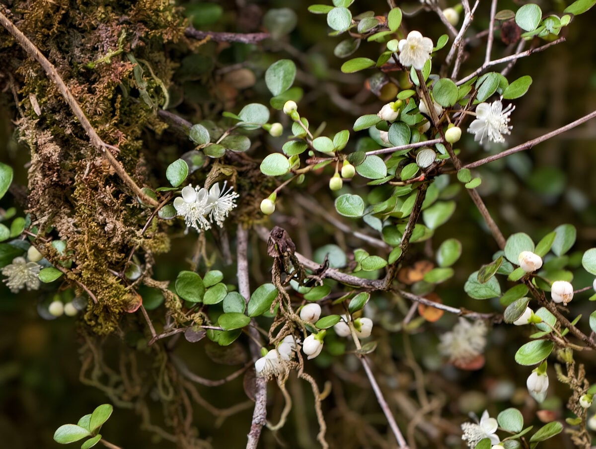 Neomyrtus pedunculata - (Hook.f.)Allan. — photo
