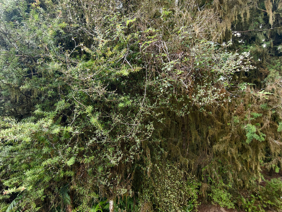 Neomyrtus pedunculata - (Hook.f.)Allan.