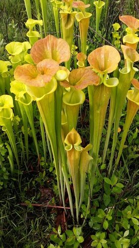 Nepenthes distillatoria (Pitcher plant) — photo