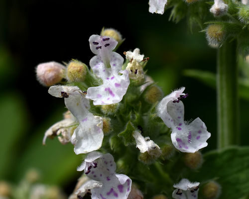 Nepeta cataria (Catmint) — photo