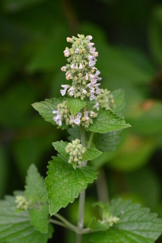 Nepeta cataria
