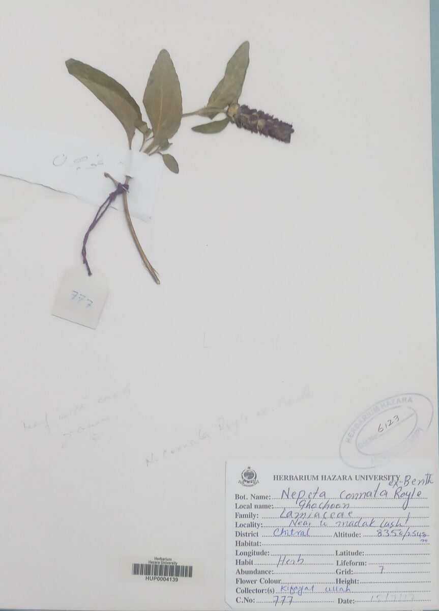 Nepeta connata — photo