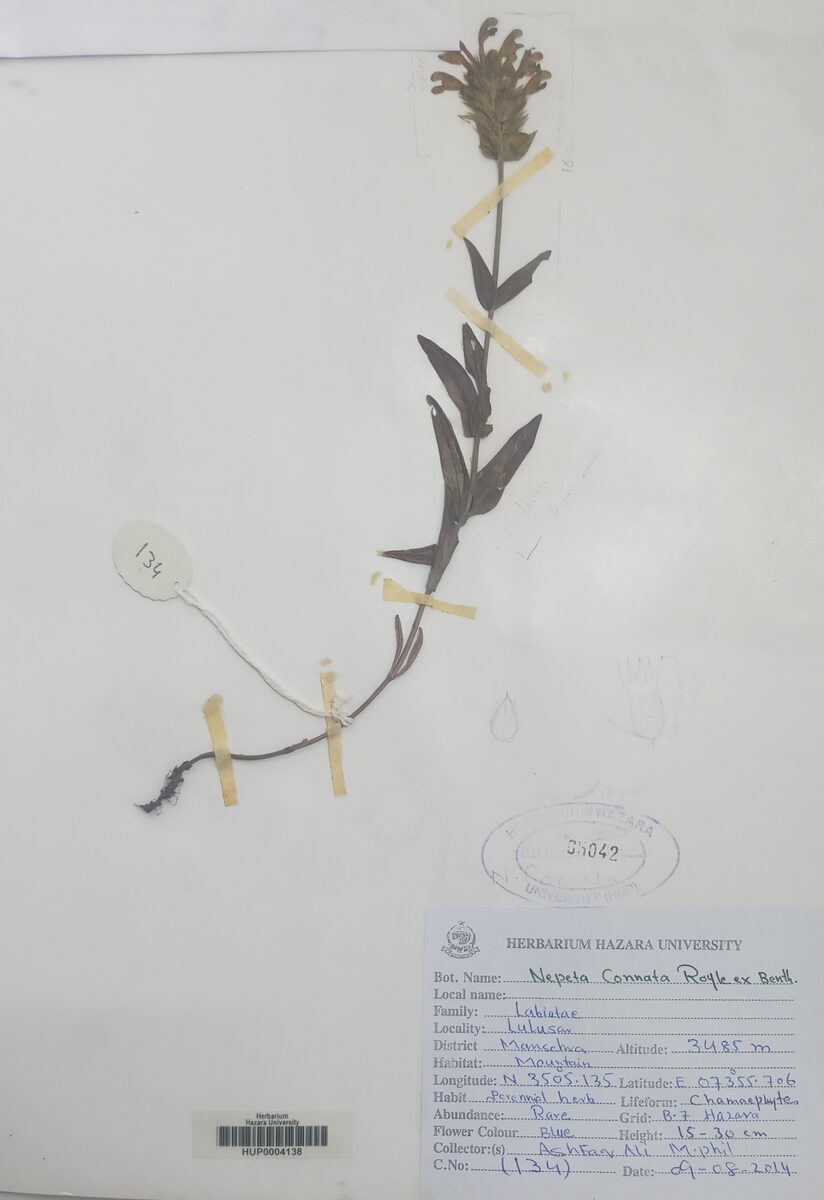 Nepeta connata — photo