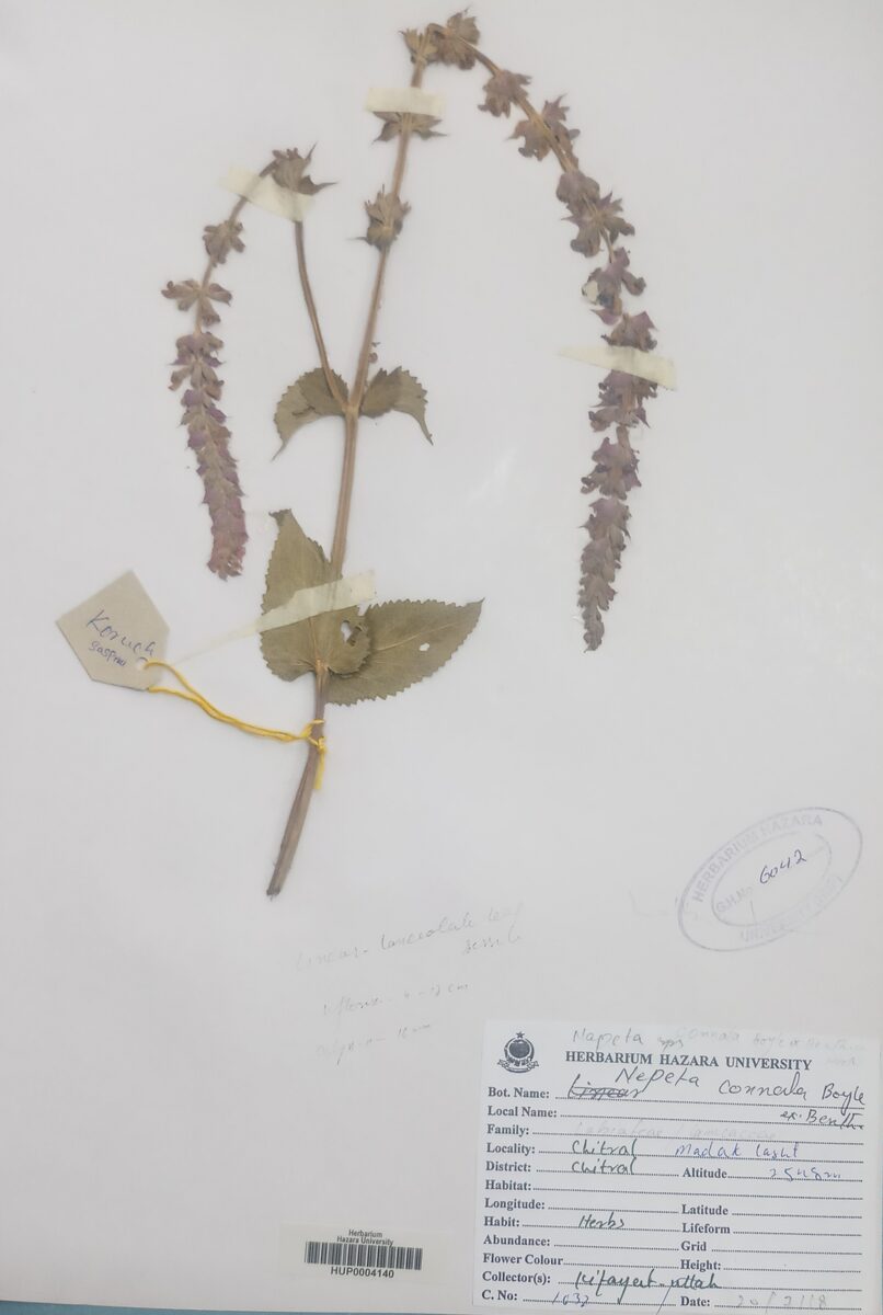 Nepeta connata