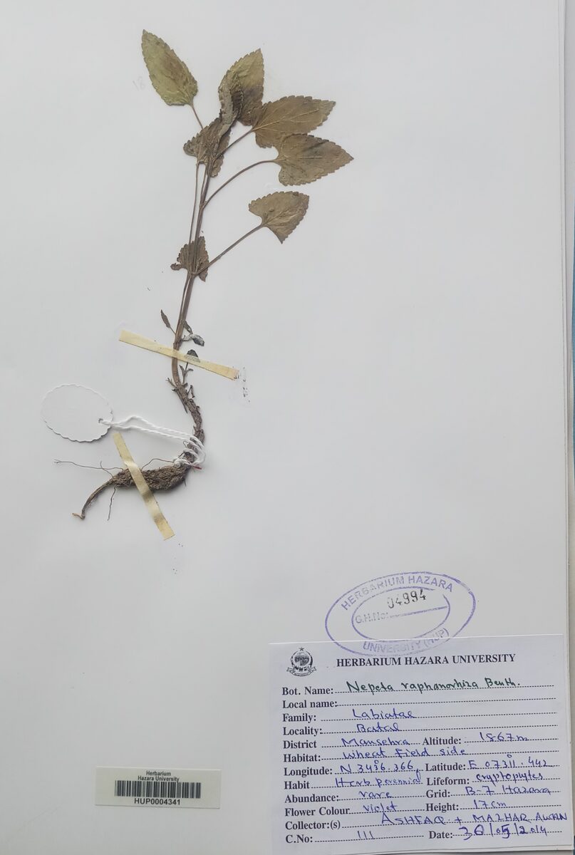 Nepeta raphanorrhiza — photo