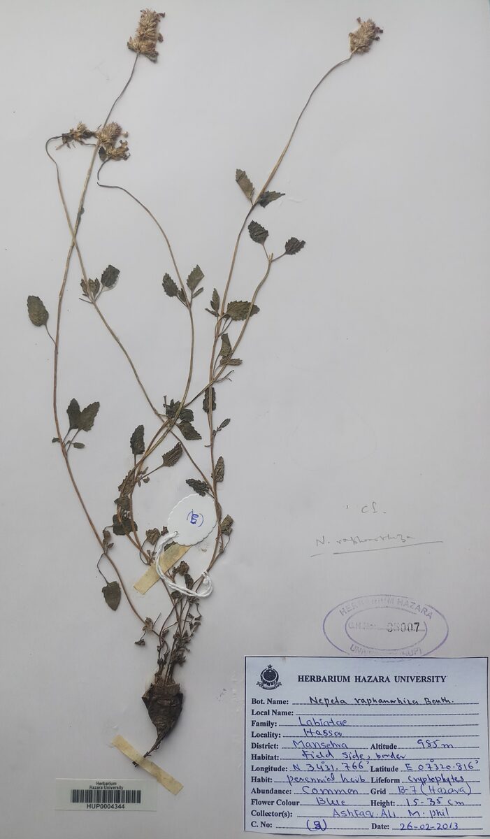 Nepeta raphanorrhiza — photo