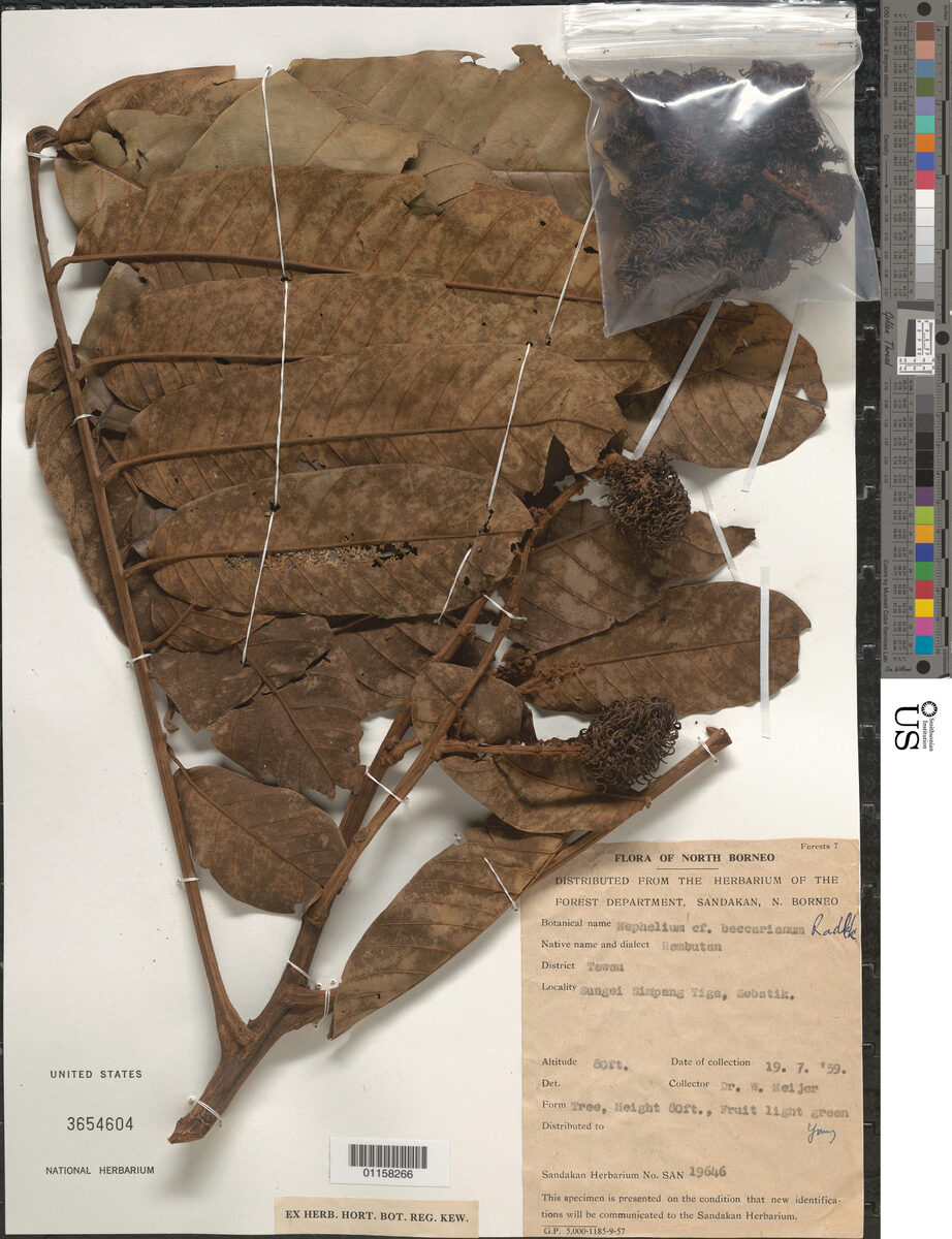 Nephelium beccarianum