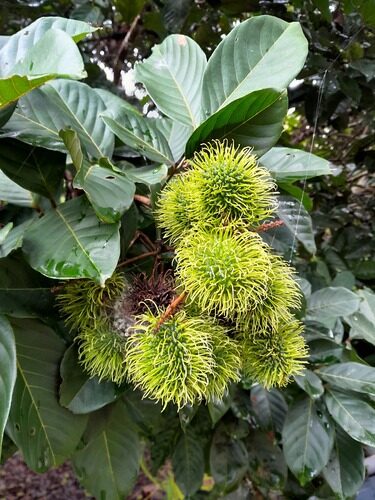 Nephelium lappaceum (Rambutan) — photo