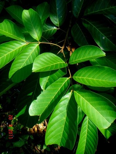 Nephelium lappaceum (Rambutan) — photo