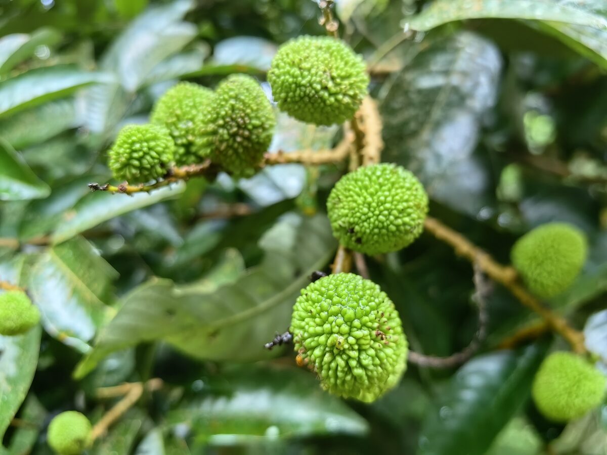 Nephelium ramboutan-ake - (Labill.) Leenh. (Pulasan) — photo