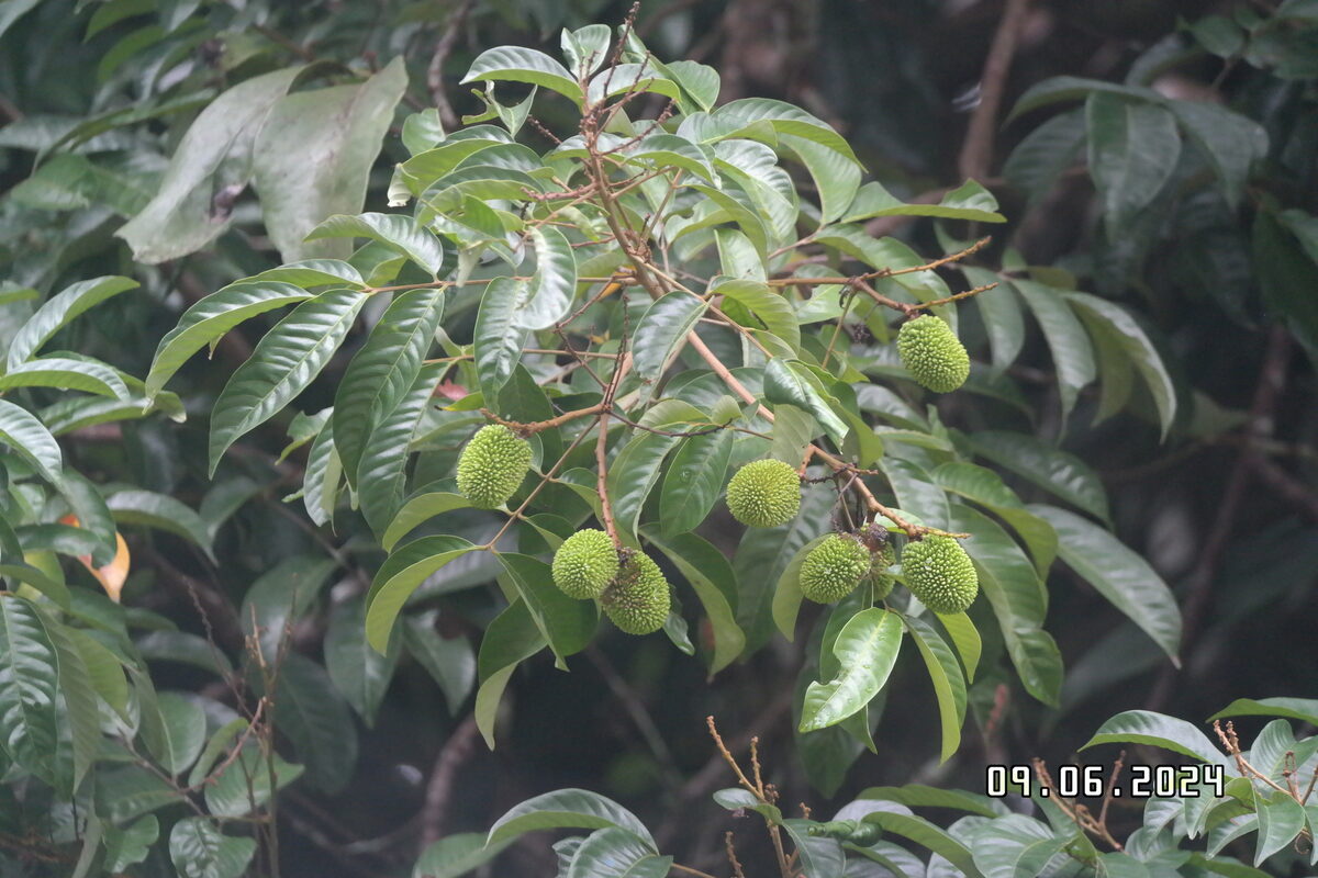 Nephelium ramboutan-ake - (Labill.) Leenh. (Pulasan) — photo