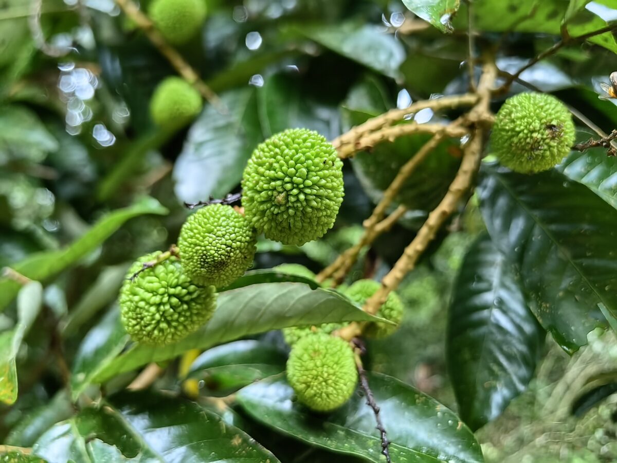Nephelium ramboutan-ake - (Labill.) Leenh.