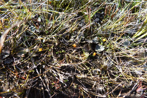 Nertera balfouriana — photo