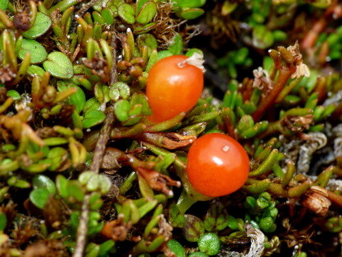 Nertera balfouriana