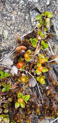Nertera ciliata