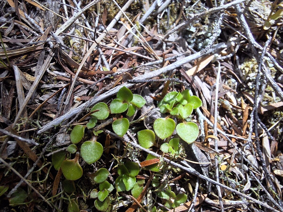 Nertera granadensis - (Mutis. ex L.f.)Druce. (Bead Plant) — photo